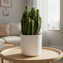 buy fairy castle cactus live cactus 6" pot online, flourishing multi-branched fairy castle cactus with tall columnar turrets in rich deep green, angular pentagonal ribbed stems with woolly white areoles, heat tolerant full-sun desert native with excellent drought resistance, eye-catching architectural centerpiece plant for bright sunny rooms, timeless sculptural decor piece built to last decades, outstanding gift for cactus enthusiasts and interior plant lovers