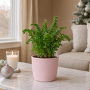 4" pot fern 'emina' live houseplant for sale, striking crinkled curly frond detail, lush light green upright form, air purifying moisture releasing tropical fern, easy care for humidity rich spaces like bathrooms and kitchens, stunning statement piece in hanging baskets or on pedestals, a cherished gift for fern lovers and home decorators