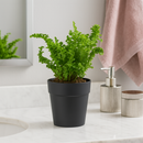 4" pot fern 'emina' live houseplant for sale, striking crinkled curly frond detail, lush light green upright form, air purifying moisture releasing tropical fern, easy care for humidity rich spaces like bathrooms and kitchens, stunning statement piece in hanging baskets or on pedestals, a cherished gift for fern lovers and home decorators