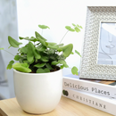 6" pot fern 'heart' live houseplant for sale, shiny deep green heart-shaped fronds, fuzzy dark stem contrast, evergreen dwarf tropical fern, high humidity pet-friendly care trait, stunning focal point in a glass terrarium or bathroom shelf, a unique and heartfelt gift idea