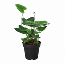 6" pot fern 'heart' live houseplant for sale, shiny deep green heart-shaped fronds, fuzzy dark stem contrast, evergreen dwarf tropical fern, high humidity pet-friendly care trait, stunning focal point in a glass terrarium or bathroom shelf, a unique and heartfelt gift idea