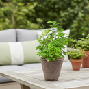 buy maidenhair fern live houseplant 6" pot nursery pot online, lush layered fan shaped green leaflets, wispy black wiry stems, soft cascading texture, thrives in terrariums and humid rooms, traditional medicinal heritage, an enchanting botanical display piece for any indoor jungle, a stunning and pet safe gift for any occasion