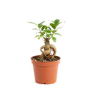buy ficus ginseng live plant 8" pot online, stately mature canopy of waxy dark green foliage, commanding bulbous tiger-striped trunk, bold upright bonsai form, thrives in bright indirect light with humidity, dramatic floor plant for contemporary interiors, exceptional gift celebrating growth and harmony