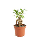 buy ficus ginseng live plant 8" pot online, stately mature canopy of waxy dark green foliage, commanding bulbous tiger-striped trunk, bold upright bonsai form, thrives in bright indirect light with humidity, dramatic floor plant for contemporary interiors, exceptional gift celebrating growth and harmony