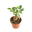 buy ficus ginseng live plant 8" pot online, stately mature canopy of waxy dark green foliage, commanding bulbous tiger-striped trunk, bold upright bonsai form, thrives in bright indirect light with humidity, dramatic floor plant for contemporary interiors, exceptional gift celebrating growth and harmony