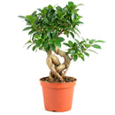 buy ficus ginseng live plant 8" pot online, stately mature canopy of waxy dark green foliage, commanding bulbous tiger-striped trunk, bold upright bonsai form, thrives in bright indirect light with humidity, dramatic floor plant for contemporary interiors, exceptional gift celebrating growth and harmony