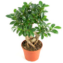 buy ficus ginseng live plant 8" pot online, stately mature canopy of waxy dark green foliage, commanding bulbous tiger-striped trunk, bold upright bonsai form, thrives in bright indirect light with humidity, dramatic floor plant for contemporary interiors, exceptional gift celebrating growth and harmony