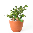 buy ficus ginseng live plant 8" pot online, stately mature canopy of waxy dark green foliage, commanding bulbous tiger-striped trunk, bold upright bonsai form, thrives in bright indirect light with humidity, dramatic floor plant for contemporary interiors, exceptional gift celebrating growth and harmony