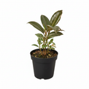 Ficus Elastica 'Tineke' Live Plant in White Ceramic Decorative Pot, colorful foliage houseplant for home decoration
