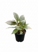 Ficus Elastica 'Tineke' Live Plant in White Ceramic Decorative Pot, colorful foliage houseplant for home decoration