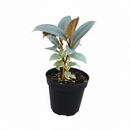 Ficus Elastica 'Tineke' Live Plant in White Ceramic Decorative Pot, colorful foliage houseplant for home decoration
