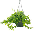 Best hanging plants for home office, Buy 6 inch Green Creeping Fig (Ficus repens) online, Rich green green leaves houseplants