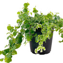 4" pot variegated creeping fig (ficus repens variegata) live houseplant for sale, compact starter plant with delicate wiry stems and densely patterned green and white foliage, fast-growing climbing habit suited for terrariums and living walls, easy-to-train trailing form, soft textured bohemian aesthetic, makes a beautiful and thoughtful houseplant gift