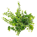 4" pot variegated creeping fig (ficus repens variegata) live houseplant for sale, compact starter plant with delicate wiry stems and densely patterned green and white foliage, fast-growing climbing habit suited for terrariums and living walls, easy-to-train trailing form, soft textured bohemian aesthetic, makes a beautiful and thoughtful houseplant gift