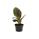 Ficus Decora Burgundy, Ficus Decora, Rubber plant, Rubber tree, burgundy houseplant, burgundy rubber tree, ficus burgundy, rubber plant care, Ficus Decora Burgundy care, Ficus Decora Burgundy near me