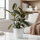 Ficus Elastica 'Tineke' Live Plant in White Ceramic Decorative Pot, colorful foliage houseplant for home decoration