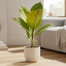 6" pot ficus 'shivereana' (moonshine) live houseplant for sale, lush mottled foliage with silvery cream and soft green marbling, upright tree-like silhouette, slow-growing air-purifying houseplant, eye-catching rare rubber tree cultivar, sophisticated decor statement for offices and living spaces, coveted collector plant gift