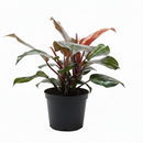buy philodendron 'sun red' live houseplant 4" pot online, sunset-hued juvenile leaves in brilliant red maturing to deep green creating living gradient effect, thick smooth glossy texture, upright self-heading philodendron selloum cultivar, low-maintenance and beginner friendly, bold colorful indoor accent plant, cherished gift for any occasion