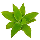 Agave attenuata - Foxtail Agave