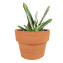Buy an 8-pack of 4" live plants online. Choose eight plants of your choice to create a lush and diverse collection in 4" pots. Perfect for filling larger spaces, decorating your home or office, and growing your plant collection.