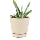 Buy an 8-pack of 4" live plants online. Choose eight plants of your choice to create a lush and diverse collection in 4" pots. Perfect for filling larger spaces, decorating your home or office, and growing your plant collection.