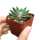 Buy an 8-pack of 4" live plants online. Choose eight plants of your choice to create a lush and diverse collection in 4" pots. Perfect for filling larger spaces, decorating your home or office, and growing your plant collection.