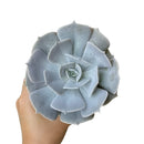 buy ghost echeveria lilacina live succulent 2 inch online, pale lavender grey fleshy spoon shaped leaves with farina finish, rosette forming perennial succulent in plastic pot, easy care beginner friendly with minimal watering needs, color deepens to pink lilac in full sun, stylish accent for modern or bohemian interiors, lovely gift for plant enthusiasts and succulent lovers