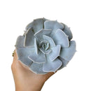 buy ghost echeveria lilacina live succulent 2 inch online, pale lavender grey fleshy spoon shaped leaves with farina finish, rosette forming perennial succulent in plastic pot, easy care beginner friendly with minimal watering needs, color deepens to pink lilac in full sun, stylish accent for modern or bohemian interiors, lovely gift for plant enthusiasts and succulent lovers