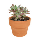 Graptosedum California Sunset