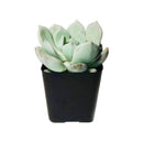 4 inch graptoveria moonglow live succulent for sale, large thick greenish-ivory farina-coated rosette leaves, tight clumping growth with quickly produced offsets, vivid pink blush under full sun, thrives in bright direct light, beautiful centerpiece