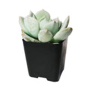 4 inch graptoveria moonglow live succulent for sale, large thick greenish-ivory farina-coated rosette leaves, tight clumping growth with quickly produced offsets, vivid pink blush under full sun, thrives in bright direct light, beautiful centerpiece
