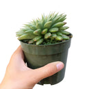 Graptoveria Silver Star