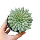 Graptoveria Silver Star