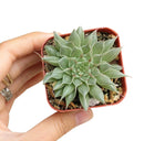 Graptoveria Silver Star