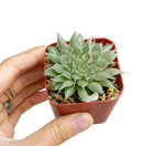 Graptoveria Silver Star