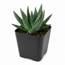 Gasteria Flow Spiky Aloe