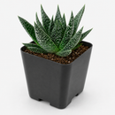 Gasteria Flow Spiky Aloe