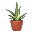 Buy an 8-pack of 4" live plants online. Choose eight plants of your choice to create a lush and diverse collection in 4" pots. Perfect for filling larger spaces, decorating your home or office, and growing your plant collection.