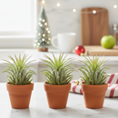 air plant mini terra cotta pot, tillandsia ionantha easy care, low maintenance desk plant gift, red tipped air plant small, Pet Friendly Plants to grow