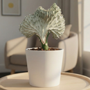 6" pot euphorbia lactea ghost cactus live cactus for sale, creamy white pale stem with greyish-green speckled detail, upright branching candelabra architecture, distinctive sharp black spines along ridged edges, drought tolerant slow-growing rare succulent, bold focal point plant for bright indoor rooms or sunny patios, exceptional collector plant gift