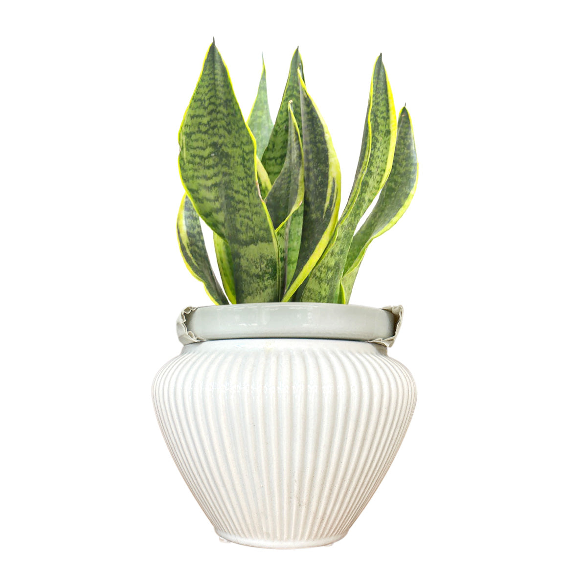 6 inch Self-watering Geometric Striped Ceramic Pot