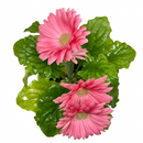 Gerbera Daisy plant for sale, Gerbera Daisy patio plant with bold colorful flowers, Gerbera Daisy long blooming flower plant for bright spaces