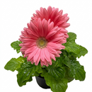 Gerbera Daisy plant for sale, Gerbera Daisy patio plant with bold colorful flowers, Gerbera Daisy long blooming flower plant for bright spaces