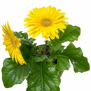 Gerbera Daisy plant for sale, Gerbera Daisy patio plant with bold colorful flowers, Gerbera Daisy long blooming flower plant for bright spaces