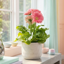 Gerbera Daisy plant for sale, Gerbera Daisy patio plant with bold colorful flowers, Gerbera Daisy long blooming flower plant for bright spaces