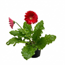 Gerbera Daisy plant for sale, Gerbera Daisy patio plant with bold colorful flowers, Gerbera Daisy long blooming flower plant for bright spaces