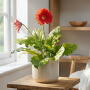 Gerbera Daisy plant for sale, Gerbera Daisy patio plant with bold colorful flowers, Gerbera Daisy long blooming flower plant for bright spaces