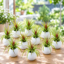 complete gift set featuring ten small tillandsia air plants, large cream-colored ceramic container with modern design, and coordinating gift wrapping materials