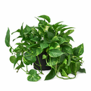 8" pot pothos 'golden' live houseplant for sale, impressive mature trailing vine with abundant golden-variegated heart-shaped leaves, planted in a black eco pot, drought-tolerant and low maintenance, vigorous vining growth habit, bold statement piece for living rooms or entryways, an exceptional and enduring gift