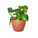 8" pot pothos 'golden' live houseplant for sale, impressive mature trailing vine with abundant golden-variegated heart-shaped leaves, planted in a black eco pot, drought-tolerant and low maintenance, vigorous vining growth habit, bold statement piece for living rooms or entryways, an exceptional and enduring gift